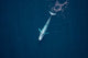 Aerial Blue Whale Gulf Wall Decal Design 1