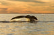 Tail Southern Right Whale Wall Decal Design 2