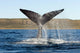 Southern Right Whale Raises Wall Decal