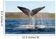 Southern Right Whale Raises Wall Decal
