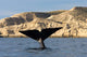 Tail Southern Right Whale Wall Decal Design 1