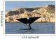 Tail Southern Right Whale Wall Decal Design 1