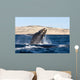 Southern Right Whale Calf Wall Decal Design 5