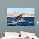 Southern Right Whale Calf Wall Decal Design 5