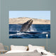 Southern Right Whale Calf Wall Decal Design 5