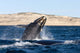 Southern Right Whale Calf Wall Decal Design 5