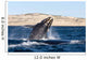 Southern Right Whale Calf Wall Decal Design 5