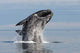 Adult Southern Right Whale Wall Decal Design 13