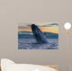 Adult Southern Right Whale Wall Decal Design 12