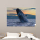 Adult Southern Right Whale Wall Decal Design 12