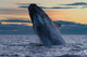 Adult Southern Right Whale Wall Decal Design 12