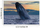 Adult Southern Right Whale Wall Decal Design 12