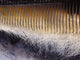 Close-up Baleen Plates California Wall Decal