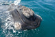Southern Right Whale Raising Wall Decal Design 2