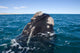 Southern Right Whale Raising Wall Decal Design 1
