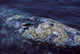 Cluster Barnacles California Gray Wall Decal