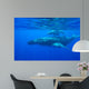 Humpback Whale Megaptera Novaeangliae Wall Decal Design 3