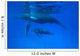 Humpback Whale Megaptera Novaeangliae Wall Decal Design 2