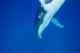 Diving Humpback Whale Calf Wall Decal Design 3