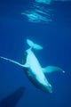 Diving Humpback Whale Calf Wall Decal Design 2