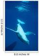 Diving Humpback Whale Calf Wall Decal Design 2