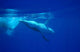 Diving Humpback Whale Calf Wall Decal Design 1