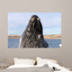 Southern Right Whale Breaching Wall Decal Design 8
