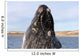 Southern Right Whale Breaching Wall Decal Design 8