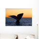 Tail Fluke Southern Right Wall Decal Design 11