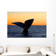 Tail Fluke Southern Right Wall Decal Design 11