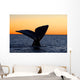 Tail Fluke Southern Right Wall Decal Design 11