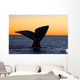Tail Fluke Southern Right Wall Decal Design 11