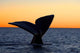 Tail Fluke Southern Right Wall Decal Design 11