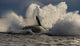 Southern Right Whale Breaching Wall Decal Design 7