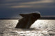 Southern Right Whale Breaching Wall Decal Design 6