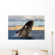 Southern Right Whale Breaching Wall Decal Design 5