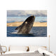 Southern Right Whale Breaching Wall Decal Design 5
