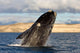 Southern Right Whale Breaching Wall Decal Design 5