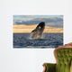Southern Right Whale Breaching Wall Decal Design 4