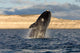 Southern Right Whale Breaching Wall Decal Design 4