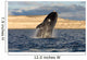 Southern Right Whale Breaching Wall Decal Design 4