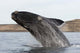 Southern Right Whale Breaching Wall Decal Design 3