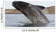 Southern Right Whale Breaching Wall Decal Design 3
