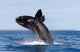 Southern Right Whale Breaching Wall Decal Design 2