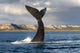 Tail Fluke Southern Right Wall Decal Design 7