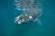 Southern Right Whale with Wall Decal Design 2
