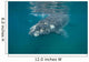 Southern Right Whale with Wall Decal Design 2