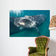 Southern Right Whale Calf Wall Decal Design 4
