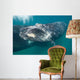 Southern Right Whale Calf Wall Decal Design 4