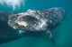 Southern Right Whale Calf Wall Decal Design 4